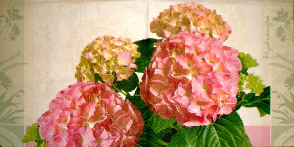 011 Hydrangeas - 3-ply